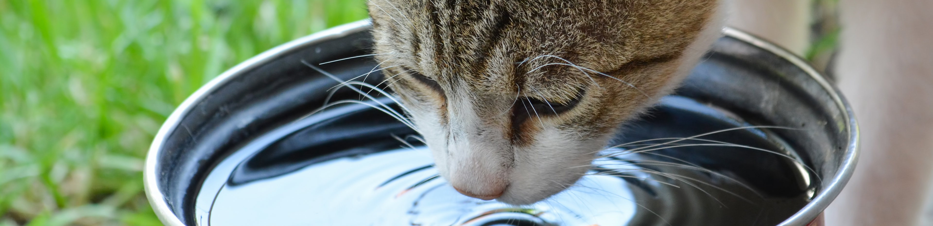 Cat drinking water to promote the heat stroke quiz